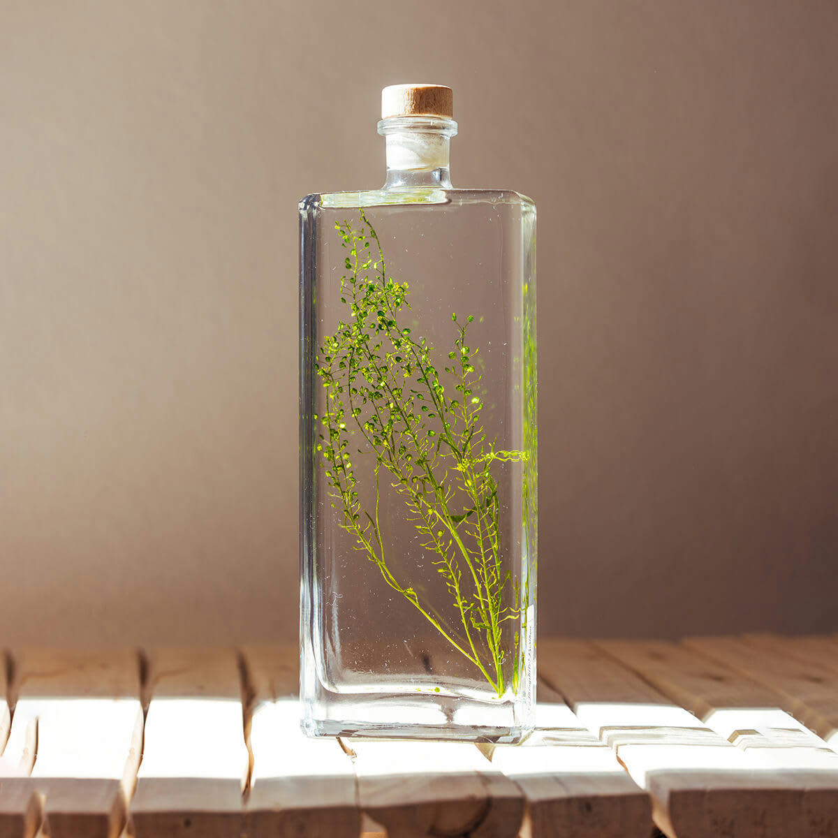 HERBARIUM DE THEOPHILE - Plante immergée Lepidium vert