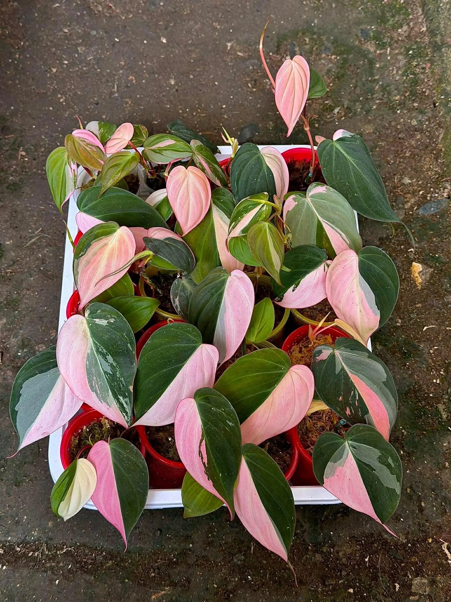 Philodendron ‘True Pink Micans’ trailing | Rare Variegated Houseplant | Collector Plant - US seller