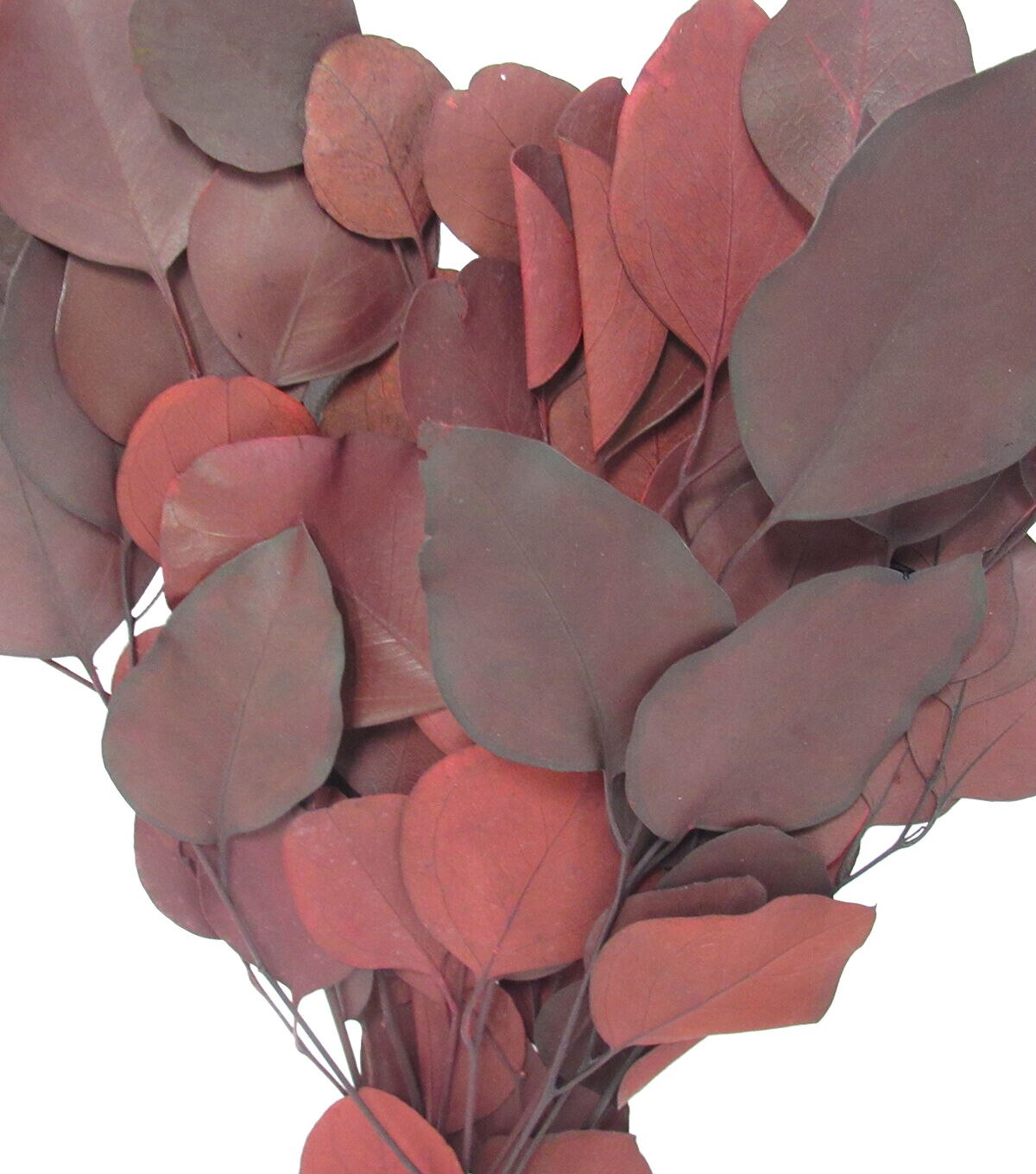 18 Burgundy Dried Eucalyptus Populus Bouquet by Bloom Room