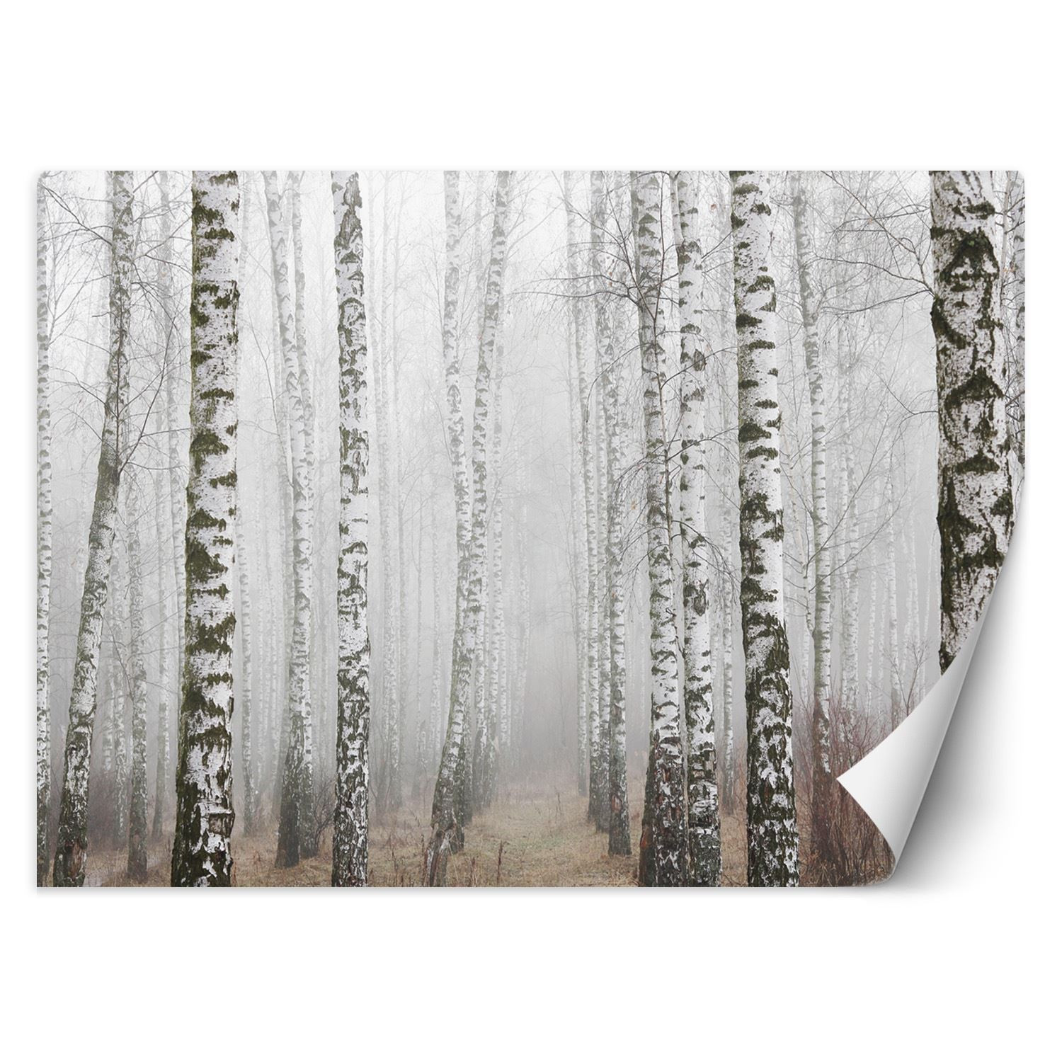 Feeby Fototapeta, Las brzozowy we mgle 150x105