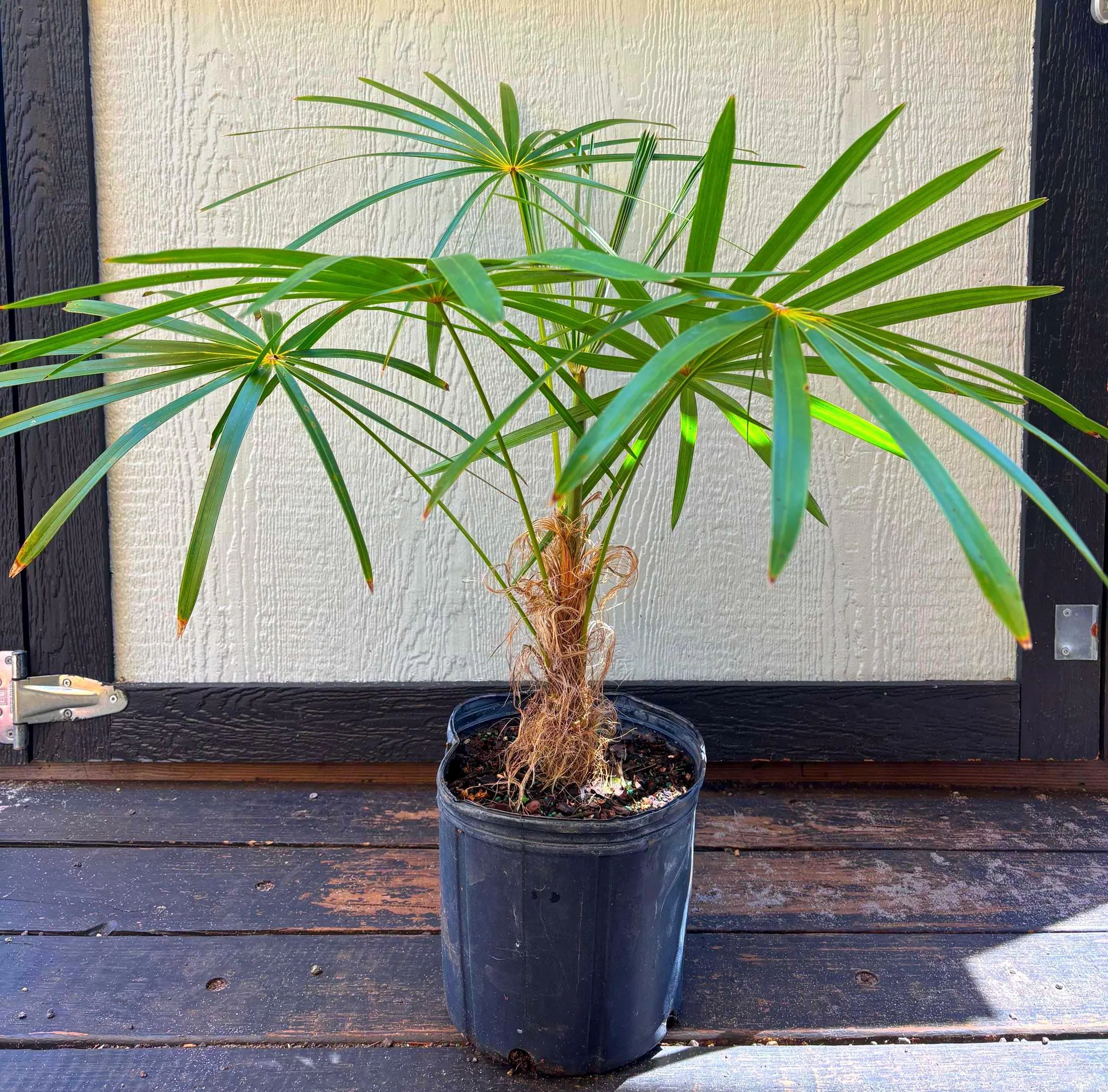 Old Man Palm Tree (Coccothrinax Crinita) – Rare Live Palm – 3 Gallon Pot – Tropical Plant Indoor Outdoor palm, Updated Pictures