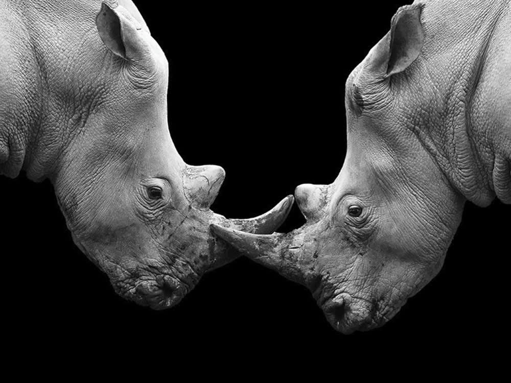 FRERES - Photographie d'art de Guillaume Mordacq 30x45 cm sur alu