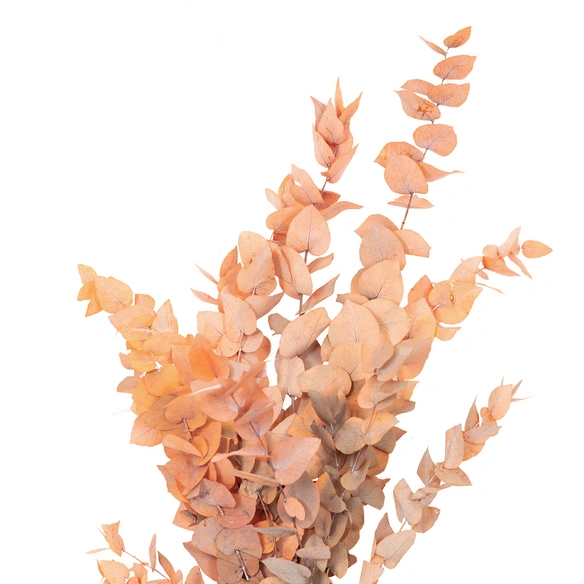Trockenblumen, Bund Eucalyptus, orange Eucalyptus Stuartiana konserviert, 70 cm