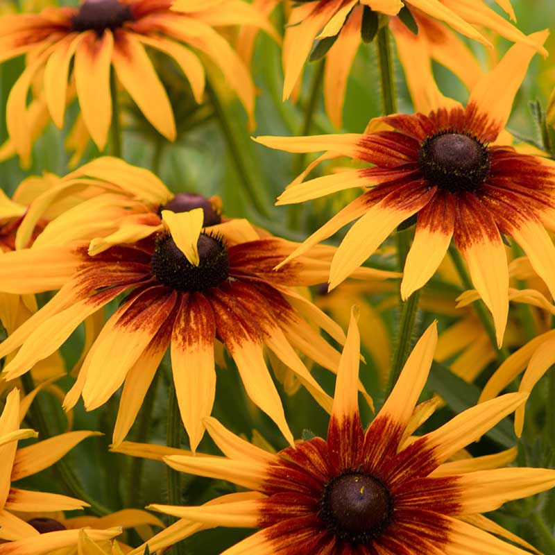 Sommarrudbeckia 'Cappuccino'