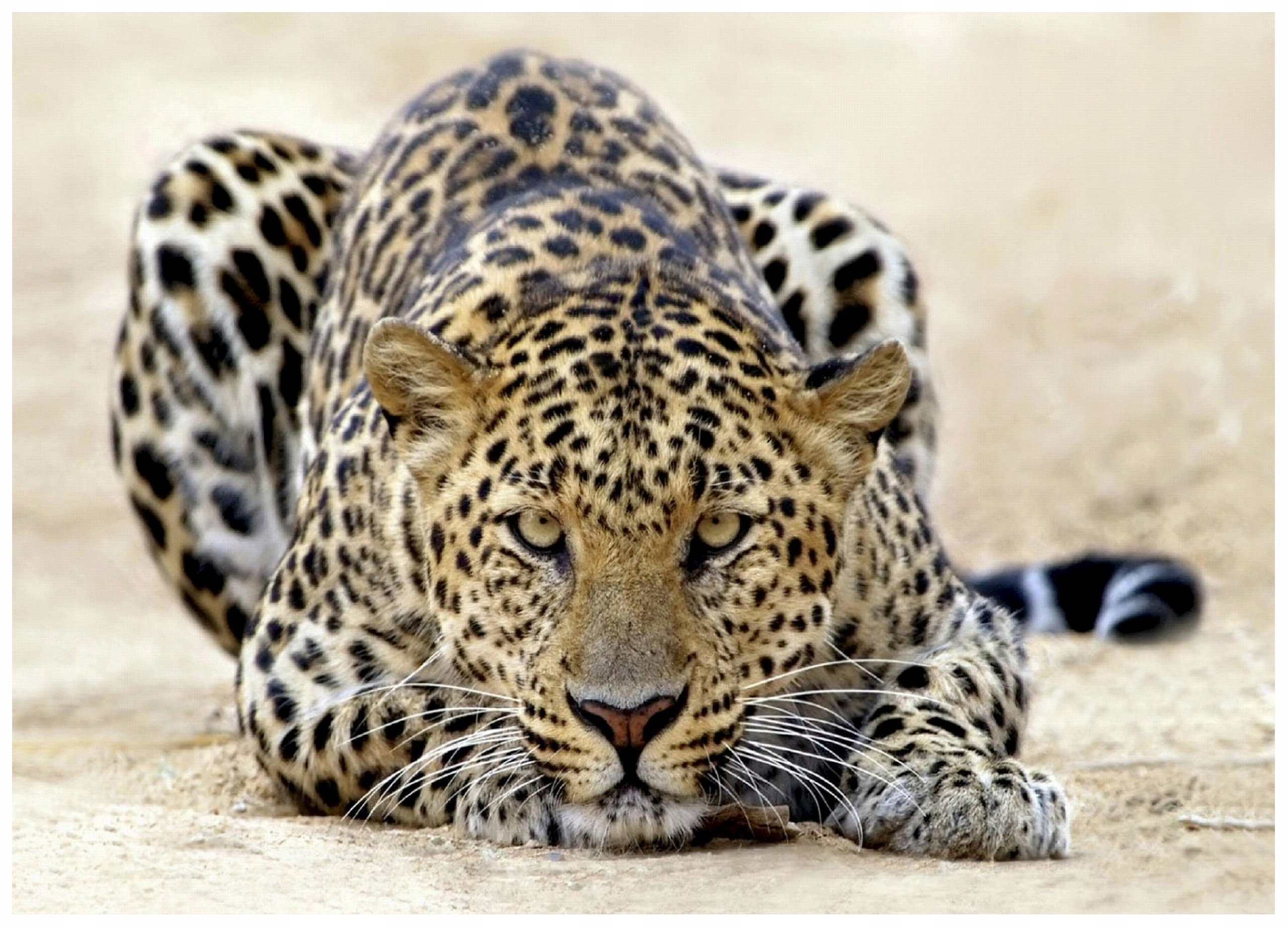 Fototapeta Jaguar Afryka Tygrys Do Sypialni Tapeta 150X105