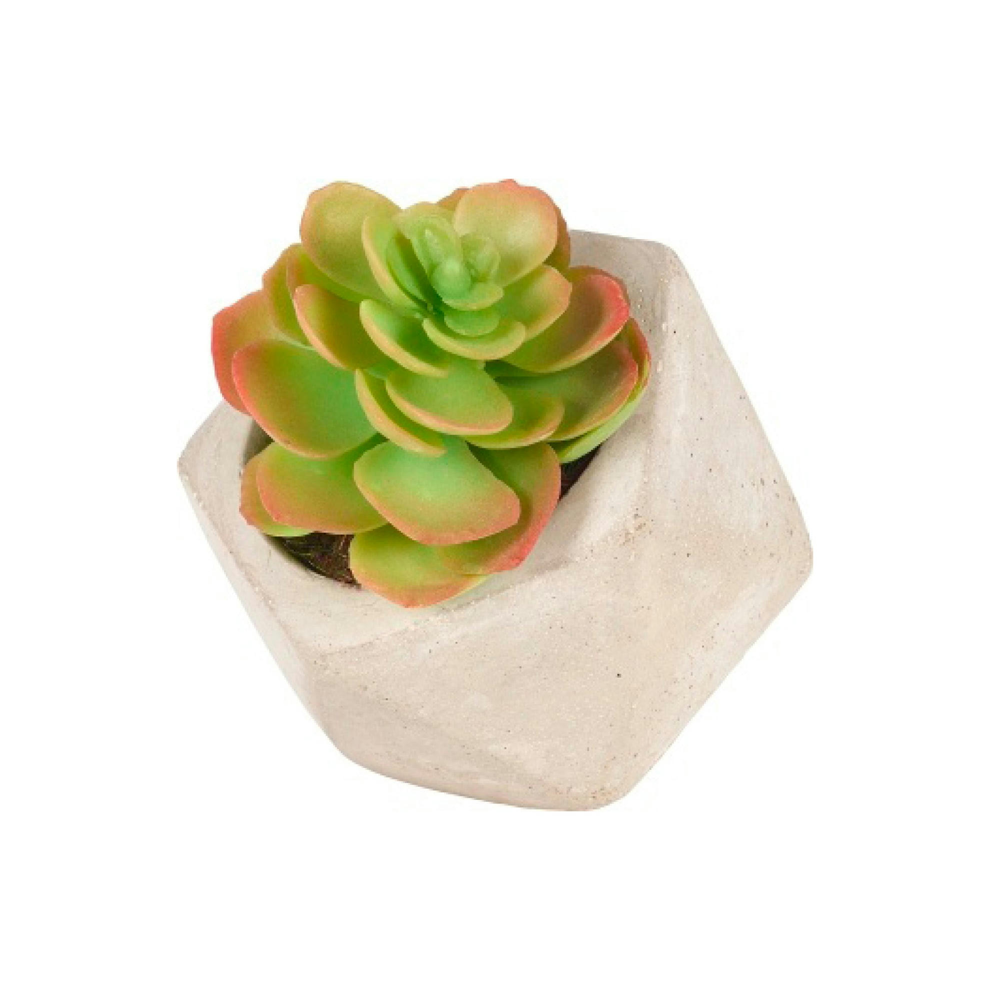 - Succulente en pot Olga