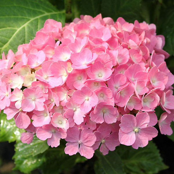 2 x Hortensia 'Hamburg' - Hydrangea macrophylla 'Hamburg'- 25-30 cm pot