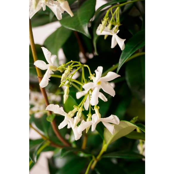 Pflanze, Sternjasmin, weiss blühend