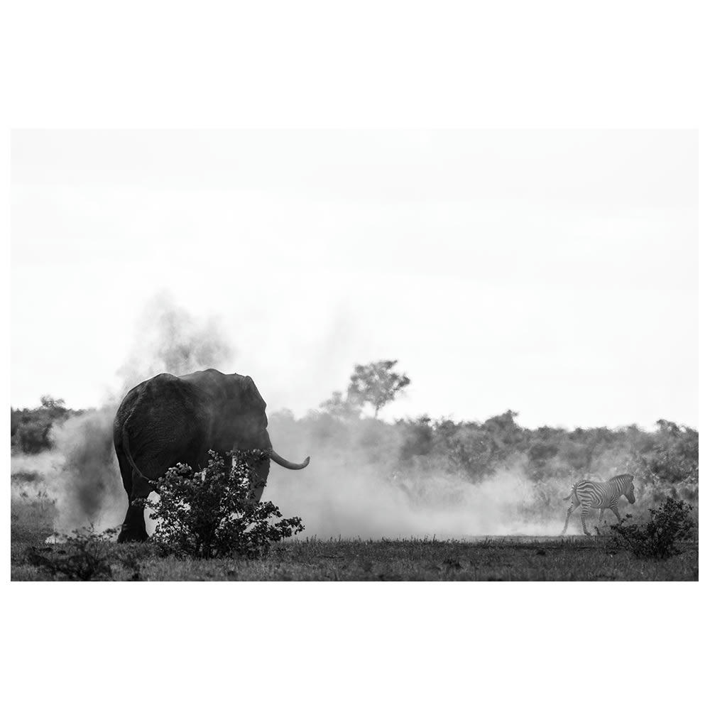 - Tableau impression sur toile le zèbre et l'éléphant 60x90cm