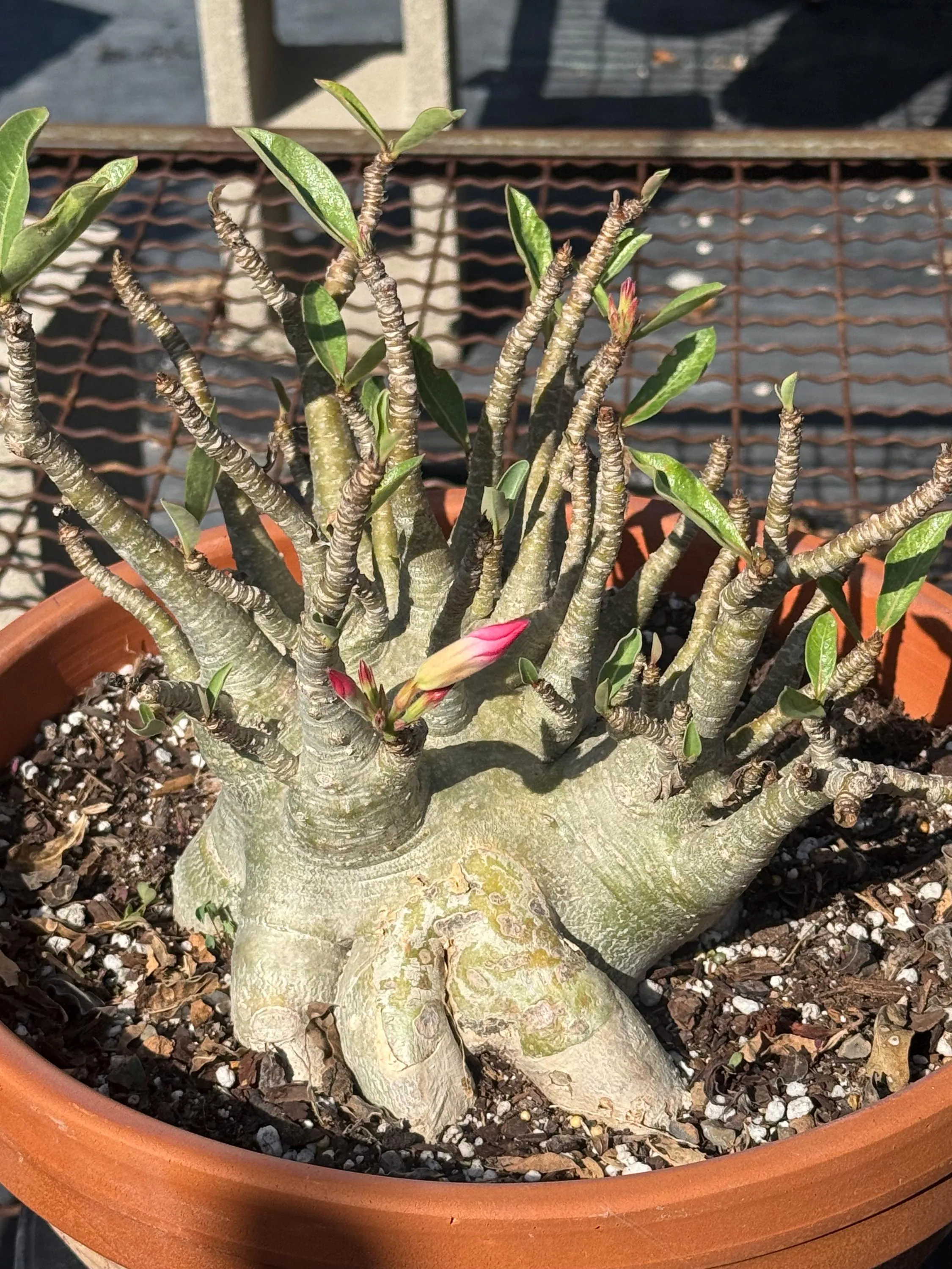 Adenium Godji HB
