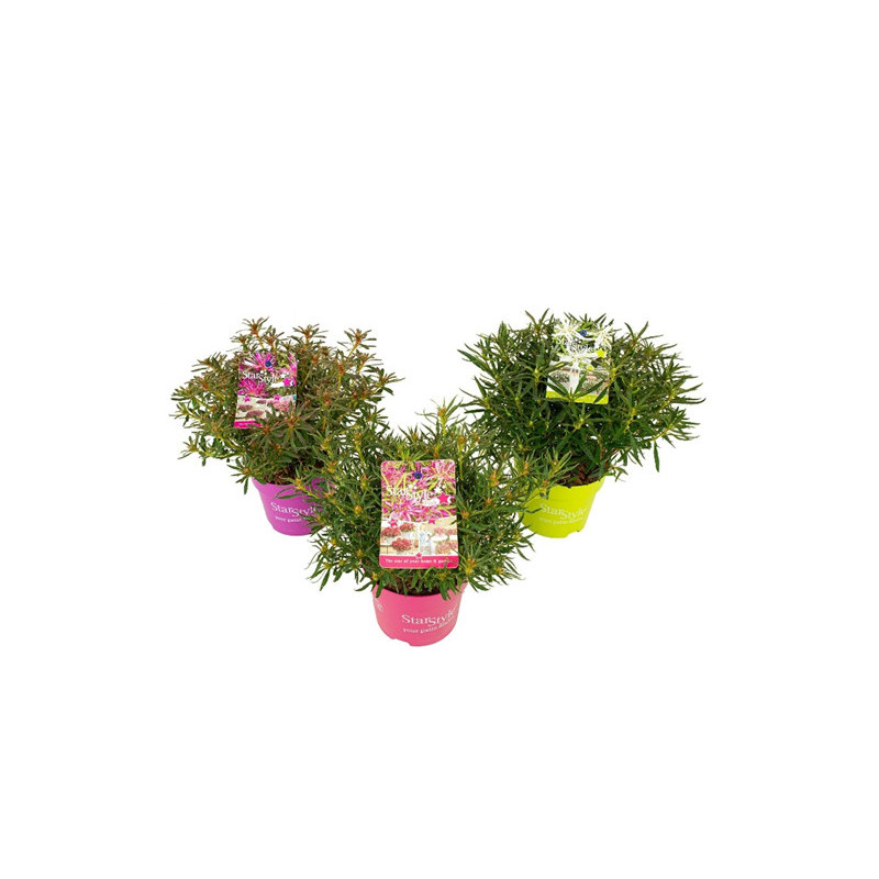 Azalea japonica Starstyle en pot