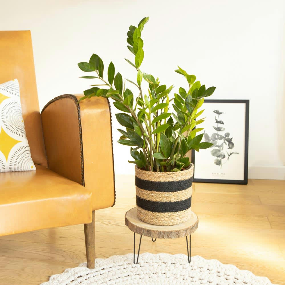 PLANTE ZZ - Plante d'intérieur facile d'entretien avec cache-pot