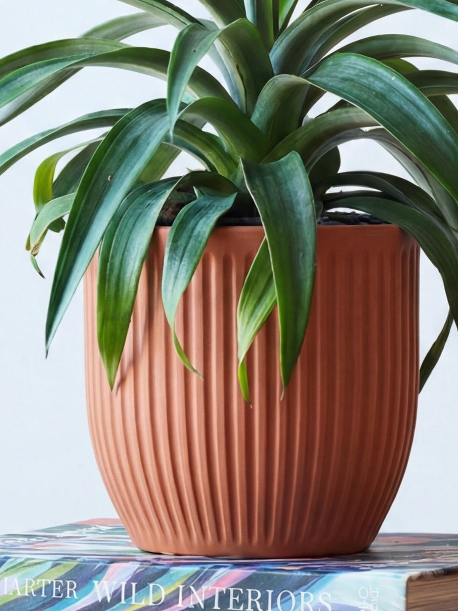 Beards & Daisies Pink Real Pineapple Plant in Ribbed Pot