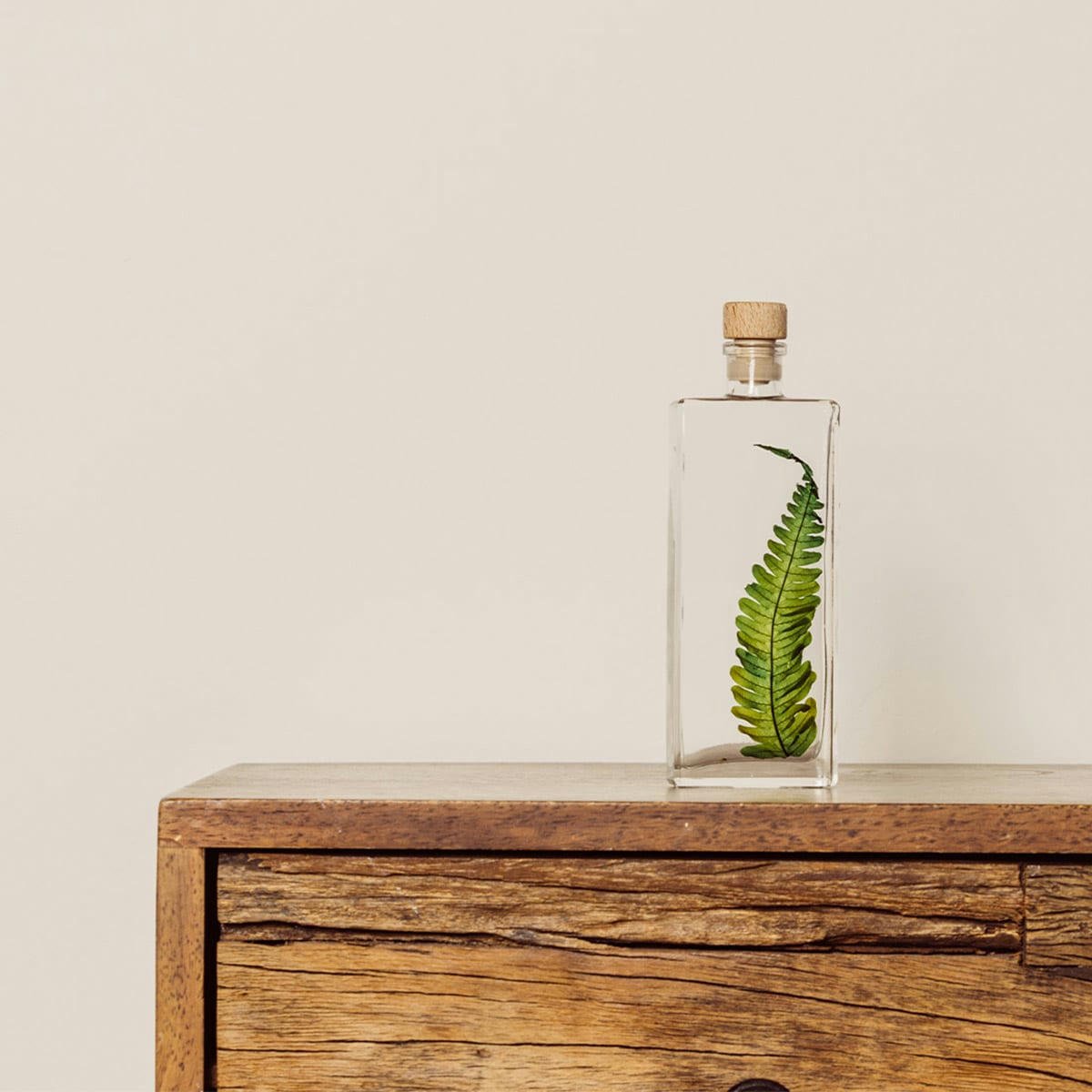 HERBARIUM DE THEOPHILE - Plante immergée Argyrea