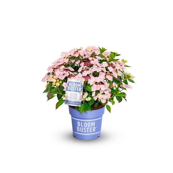 Hortensie, »Bloombuster«, Höhe ca. 30-40 cm, blau