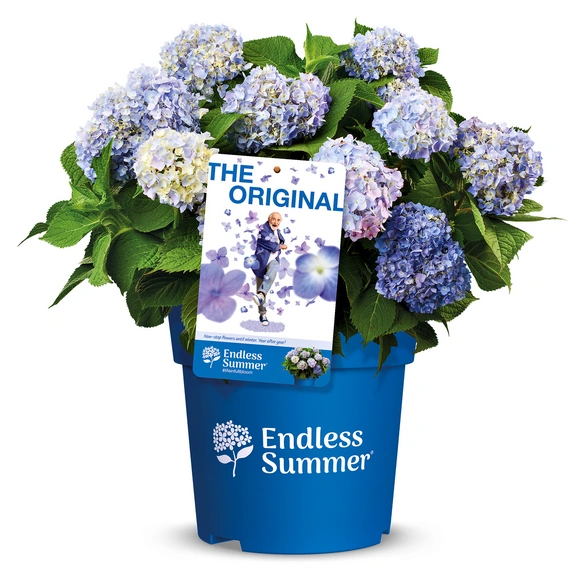 Ballhortensie macrophylla Hydrangea »Endless Summer «