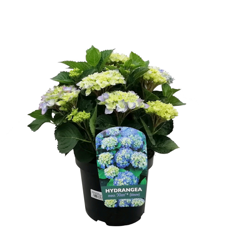 Hydrangea coloré en pot