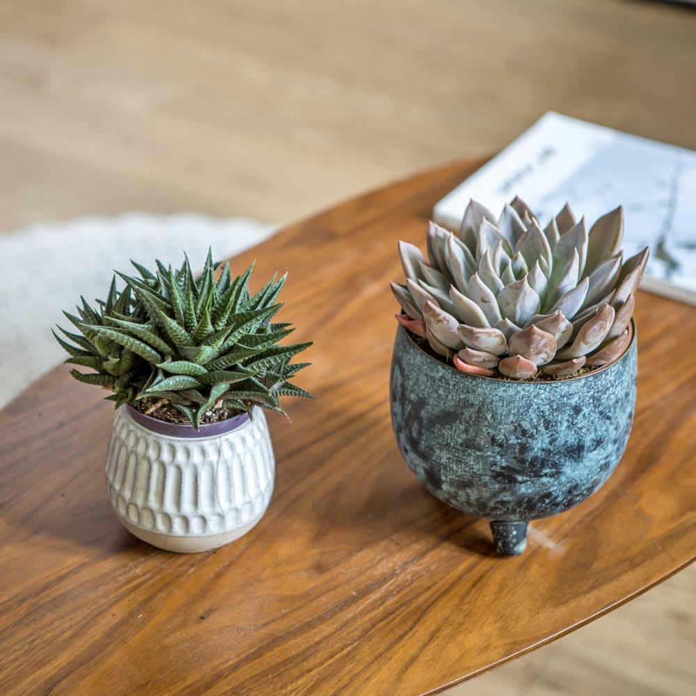 SUCCULENTES - Plante d'intérieur succulente facile d'entretien - Lot de 2