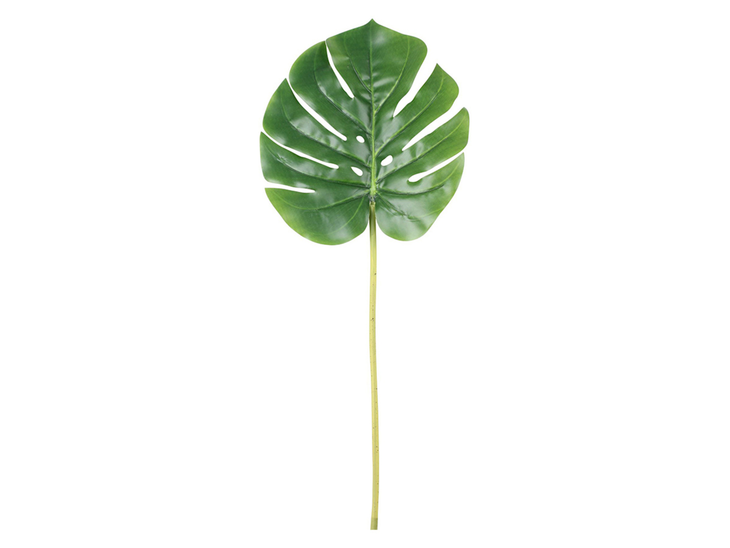 Monstera gałązka 51 cm
