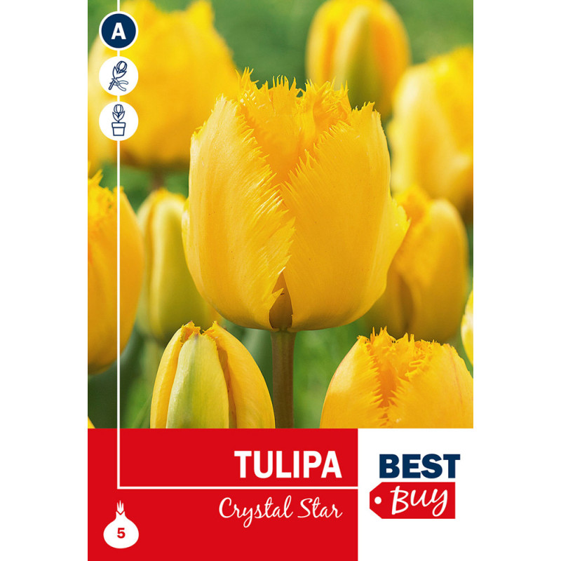 Bulbes de tulipes Crystal Star 5 pièces