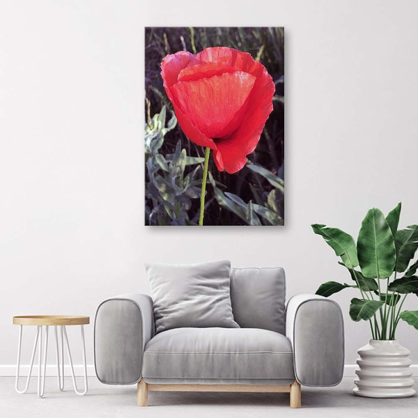 Feeby Obraz na płótnie mak roślina kwiat natura 40x60
