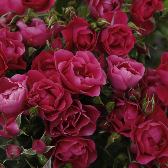 Beetrose, Rosa »Pink Forest Rose«, Blüte: pink, halbgefüllt
