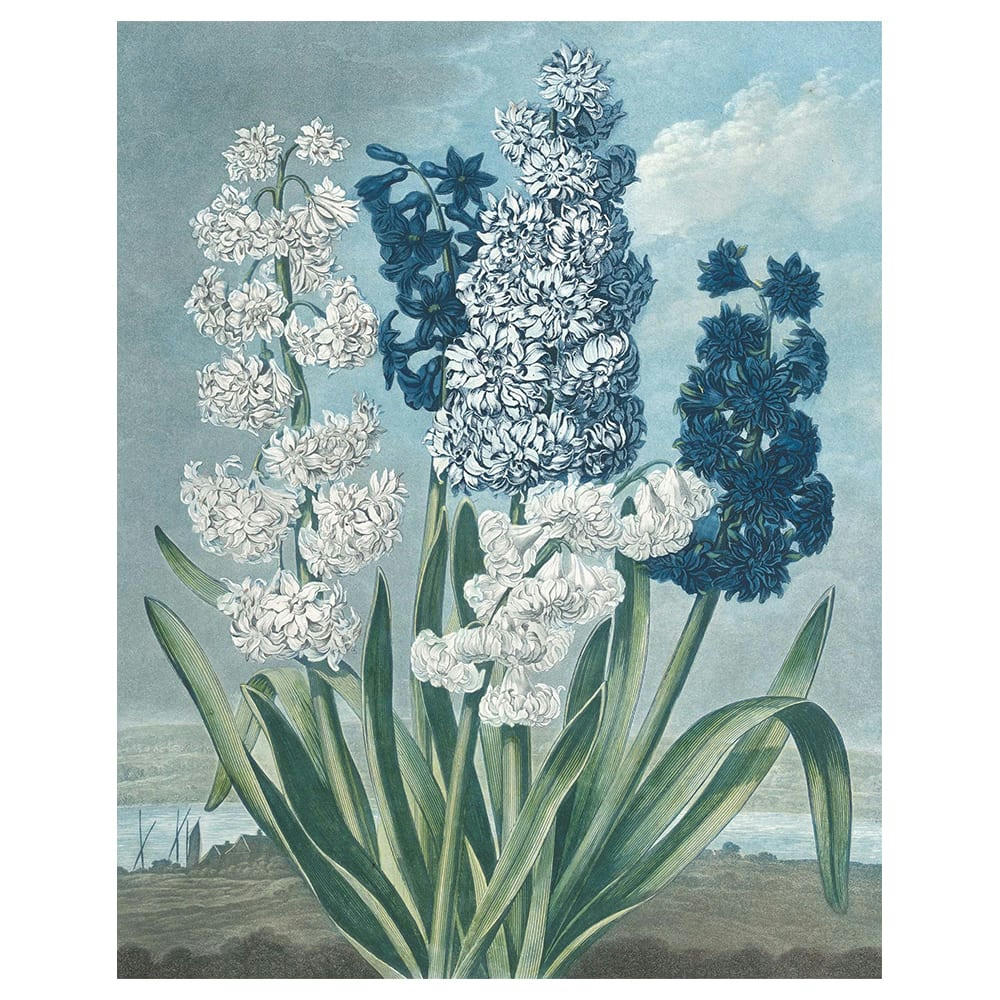 - Tableau - Jacinthes - Thomas Warner 60x80cm