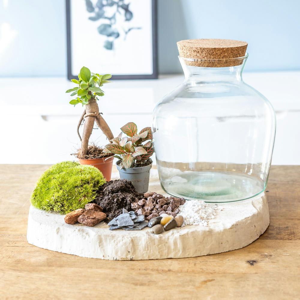 DIY - Kit pour terrarium 2 plantes ficus et fittonia rouge