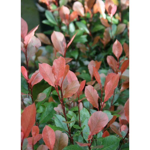 Kleine Glanzmispel, Photinia fraseri »Little Red Robin«, Blätter: grün, Blüten: weiß
