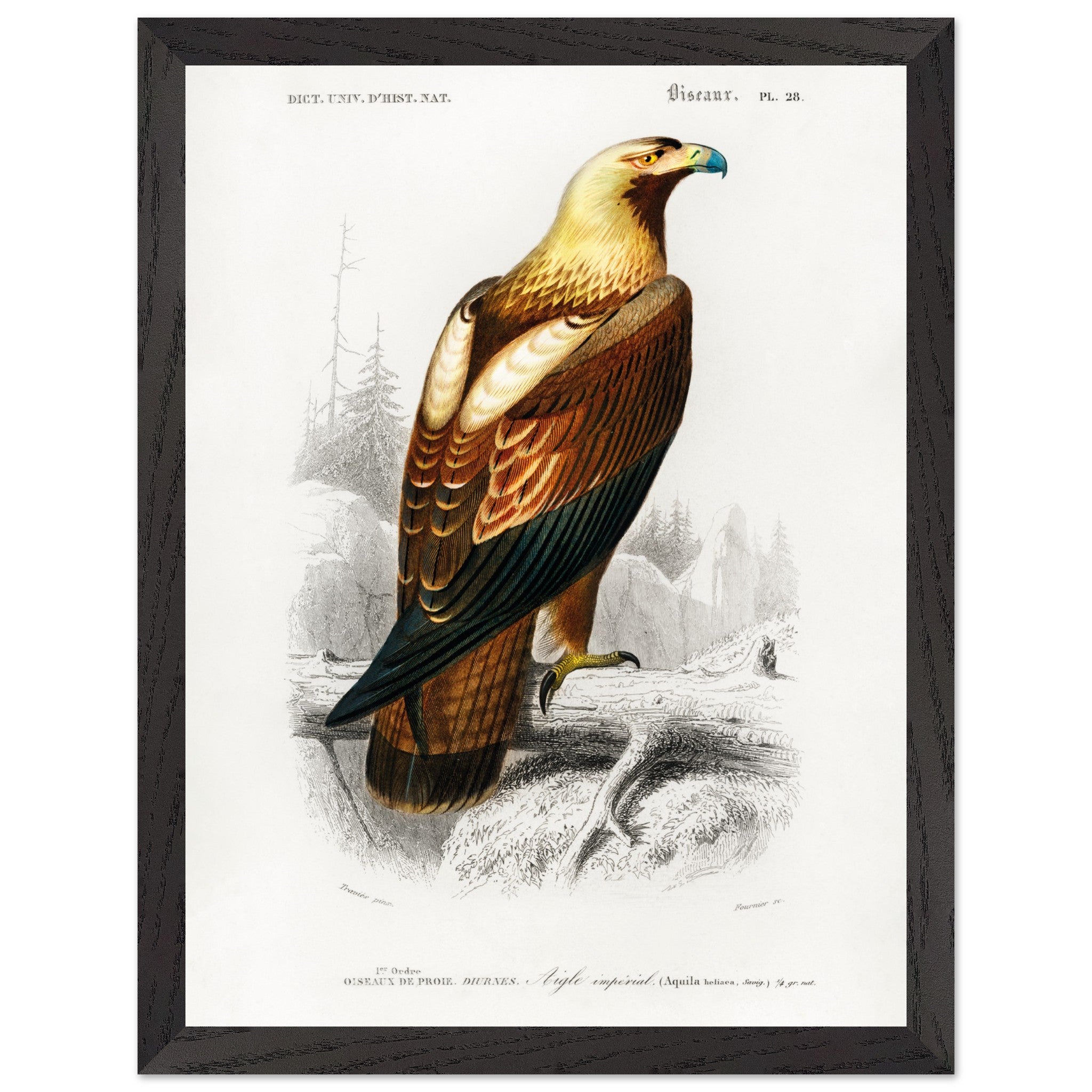 Artfulprints Poster met Lijst Charles Dessalines d'Orbigny - Eastern imperial eagle (aquila heliaca)  - 30x40 cm - Bruin