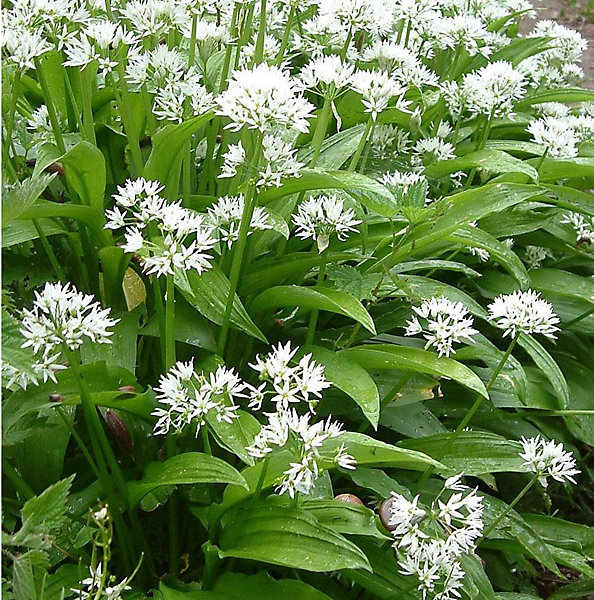 6 x Ail des ours - Allium ursinum- godet 9cm x 9cm