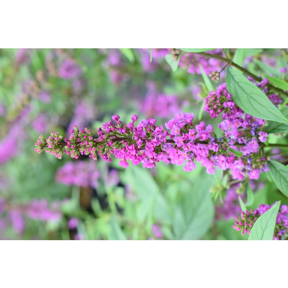 Zwerg-Sommerflieder, Buddleja davidii »Orchid Annie®«, Blätter: grün, Blüten: violett