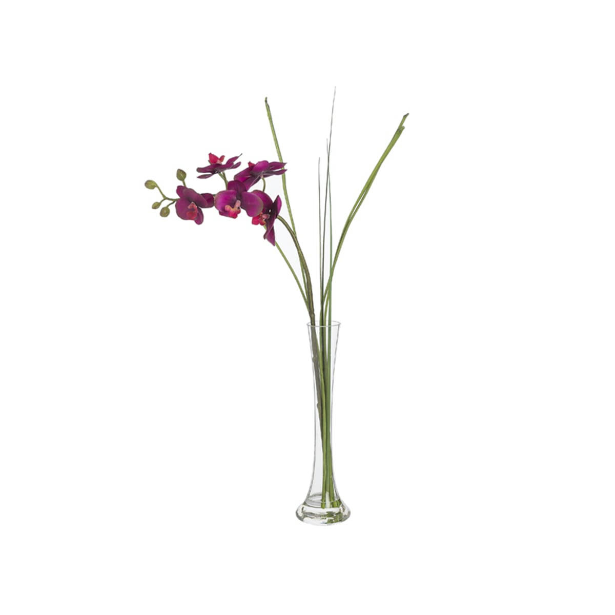 - Orchidée en illusion d'eau