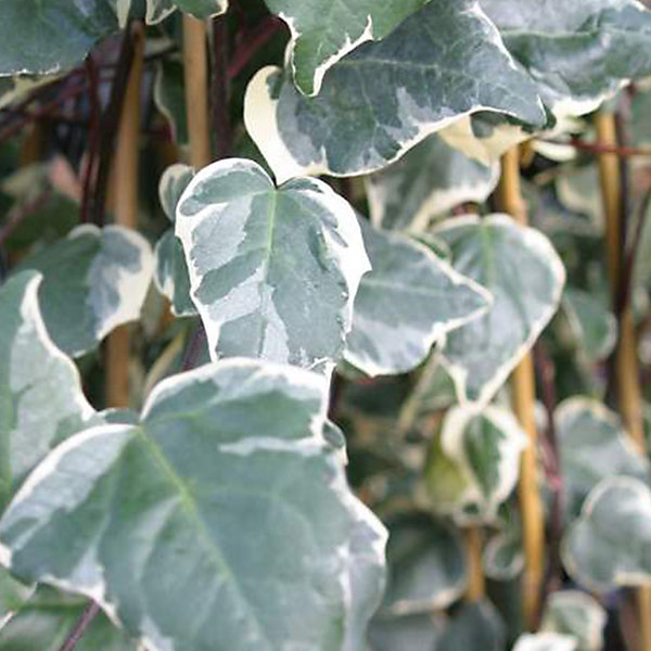 2 x Lierres des canaries 'Gloire De Marengo' - Hedera algeriensis 'Gloire De Marengo'- 50-60 cm pot
