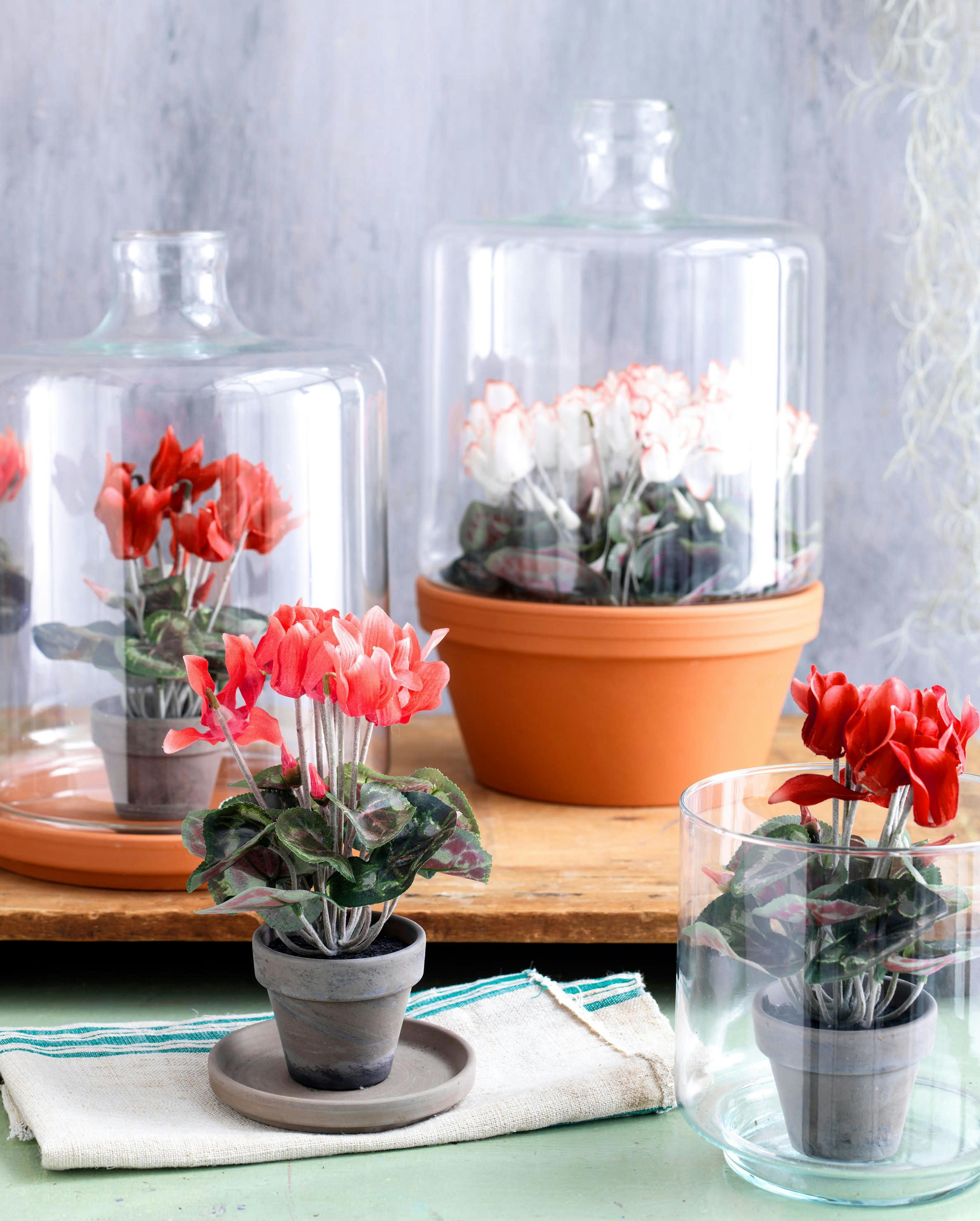 - Cyclamen artificielle rouge en pot H30