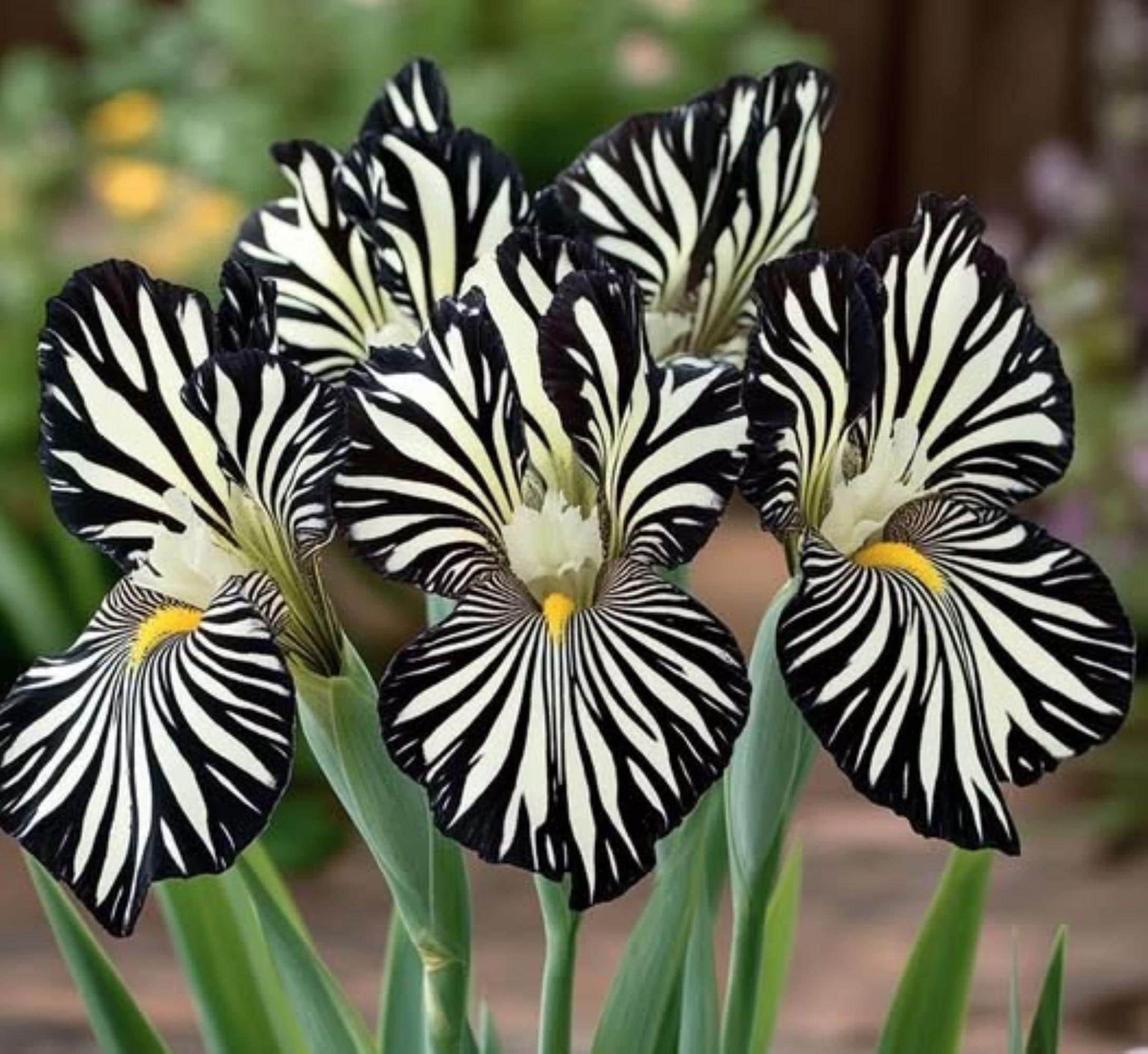 50 Zebra Black White Iris Perennial Seeds Flower Plant (much less money than bulbs) - FRESH SEEDS - Limited Supply - Order Soon - Thank You