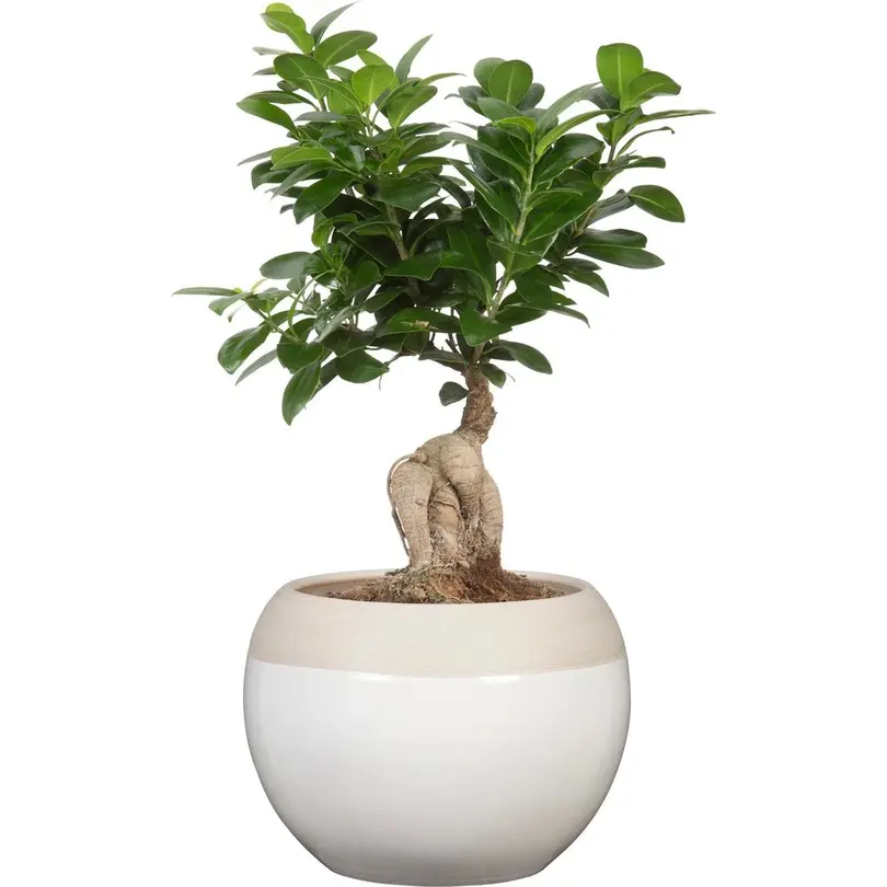 Blumentopf Scheurich