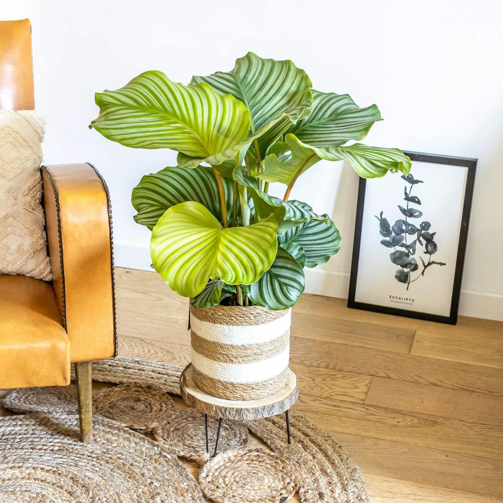 CALATHEA ORBIFOLIA - Calathea plante d'intérieur tropicale sans cache-pot