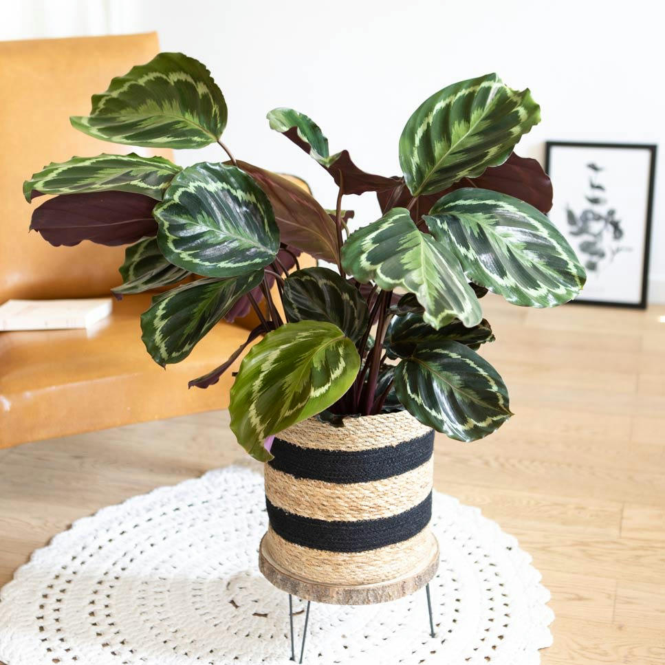 CALATHÉA MÉDAILLON - Plante d'intérieur tropicale calathea sans cache-pot