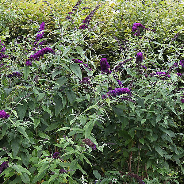 2 x Arbre aux papillons 'Black Knight' - Buddleja davidii 'Black Knight'- 40-60 cm pot