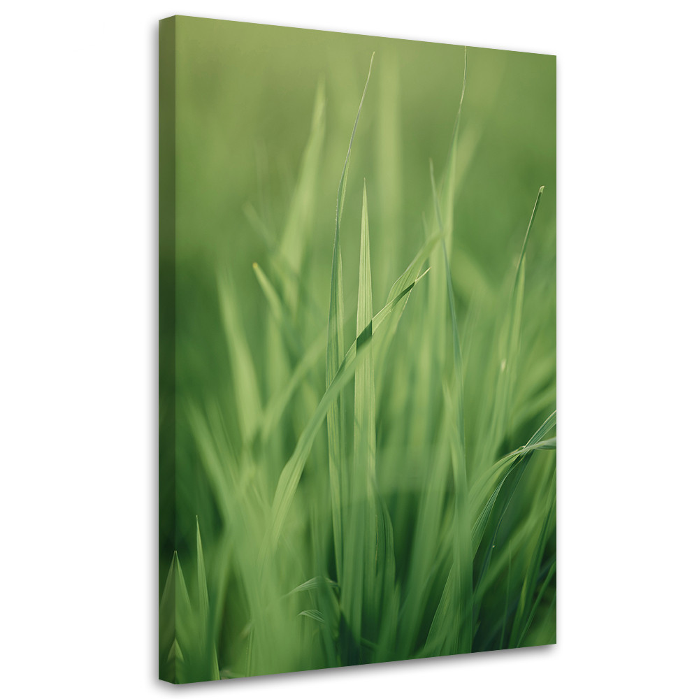 Feeby Obraz na płótnie, Źdźbło trawy 40x60