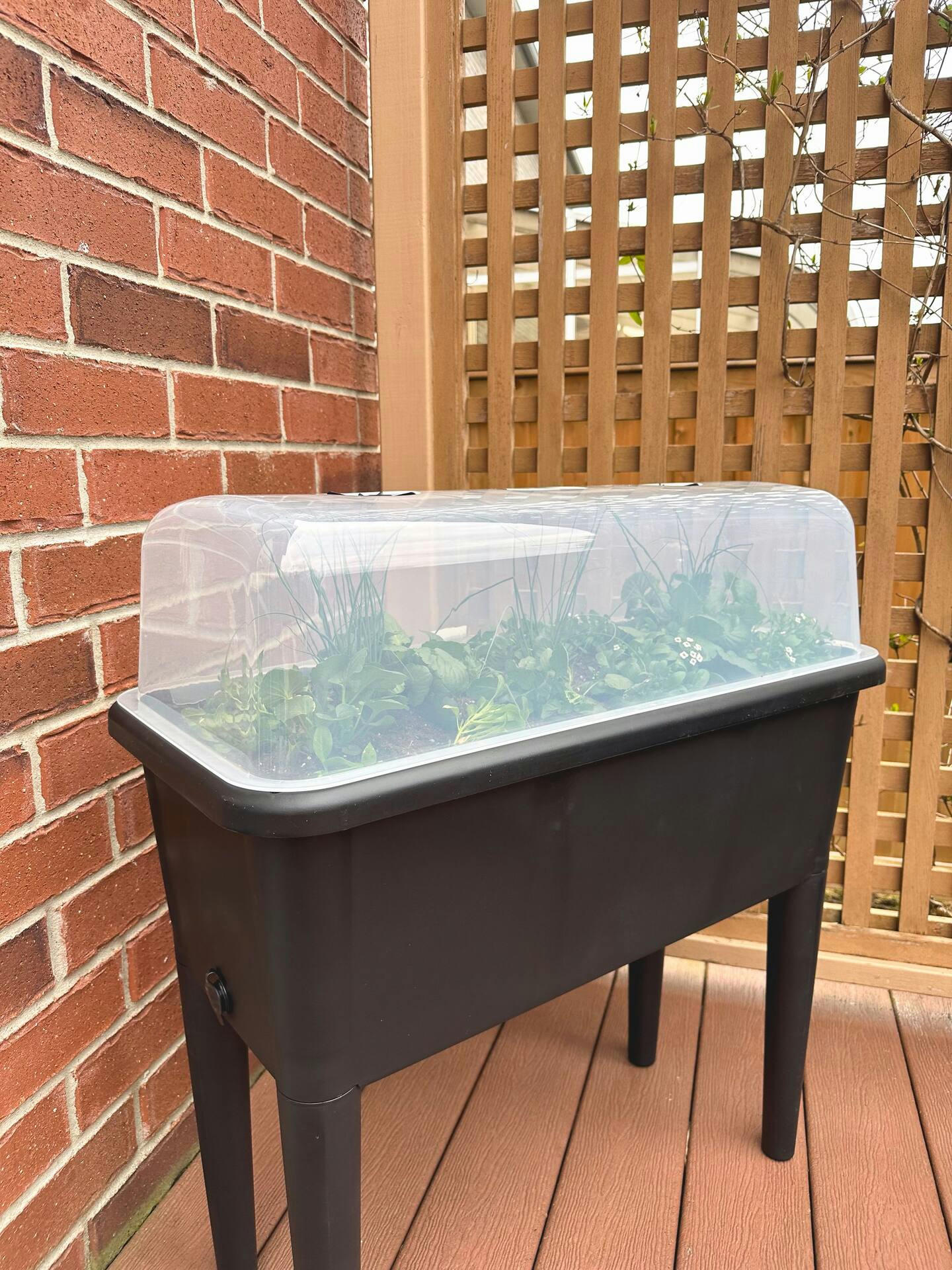 Raised Seed Starting Greenhouse