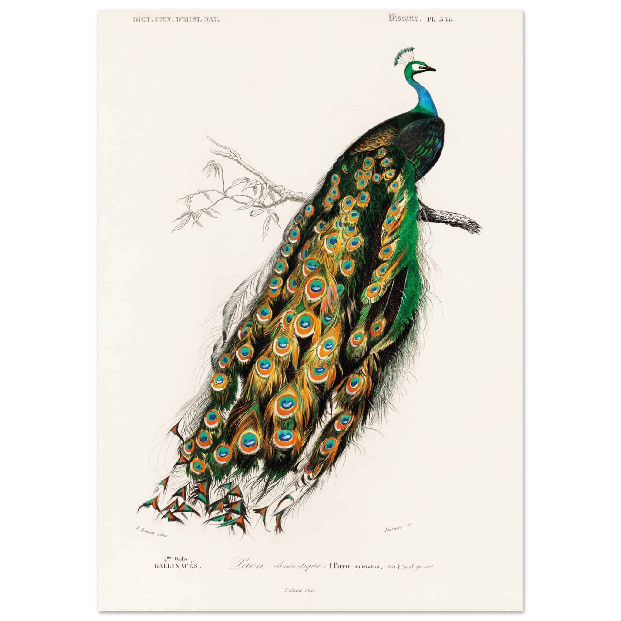 Artfulprints Poster Charles Dessalines d'Orbigny - Indian peafowl (pavo cristatus)  - A4 21x29.7 cm - Groen