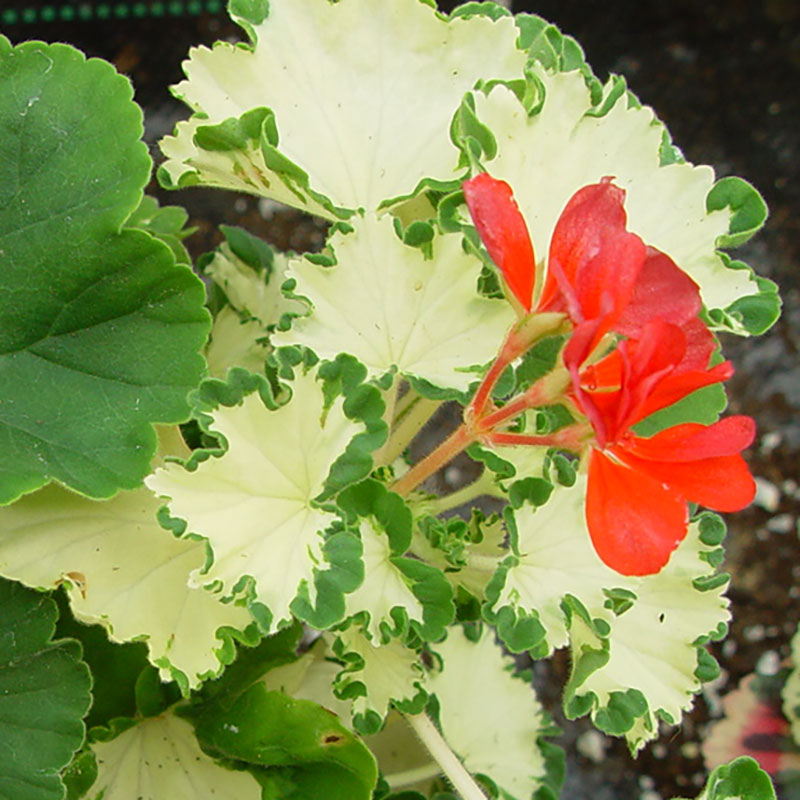 Zonalpelargon 'Freak of Nature'