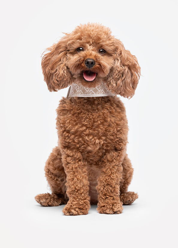 Pettorina Liu Jo Pets