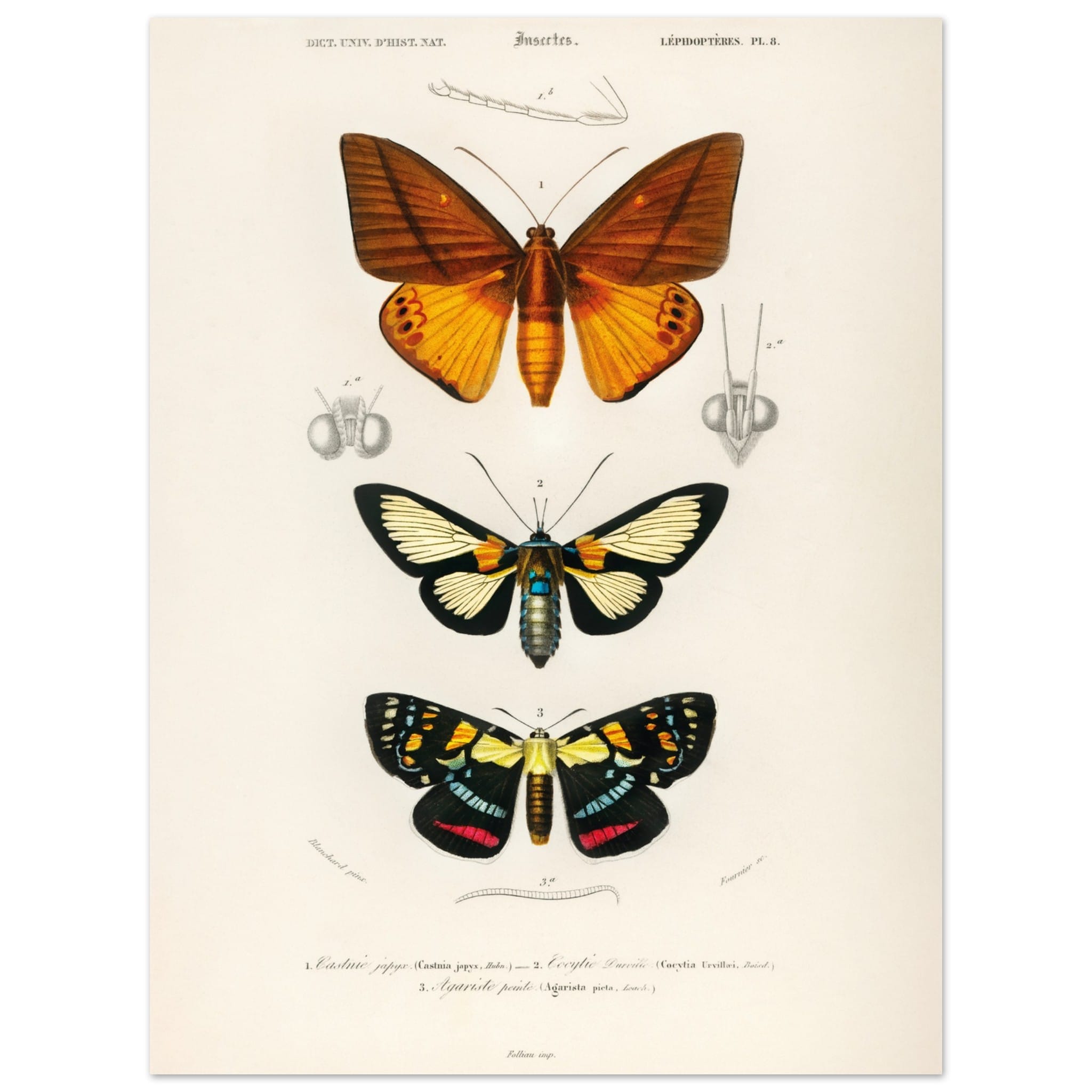 Artfulprints Poster Charles Dessalines d'Orbigny - Collection of moths  - 30x40 cm - Oranje