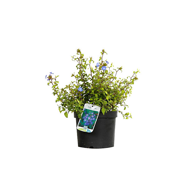 2 x Plumbago de Willmott - Ceratostigma willmottianum- 50-60 cm pot