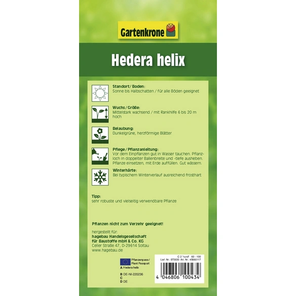 Efeu, Hedera helix, Blattfarbe: grün, Blüte: mehrfarbig