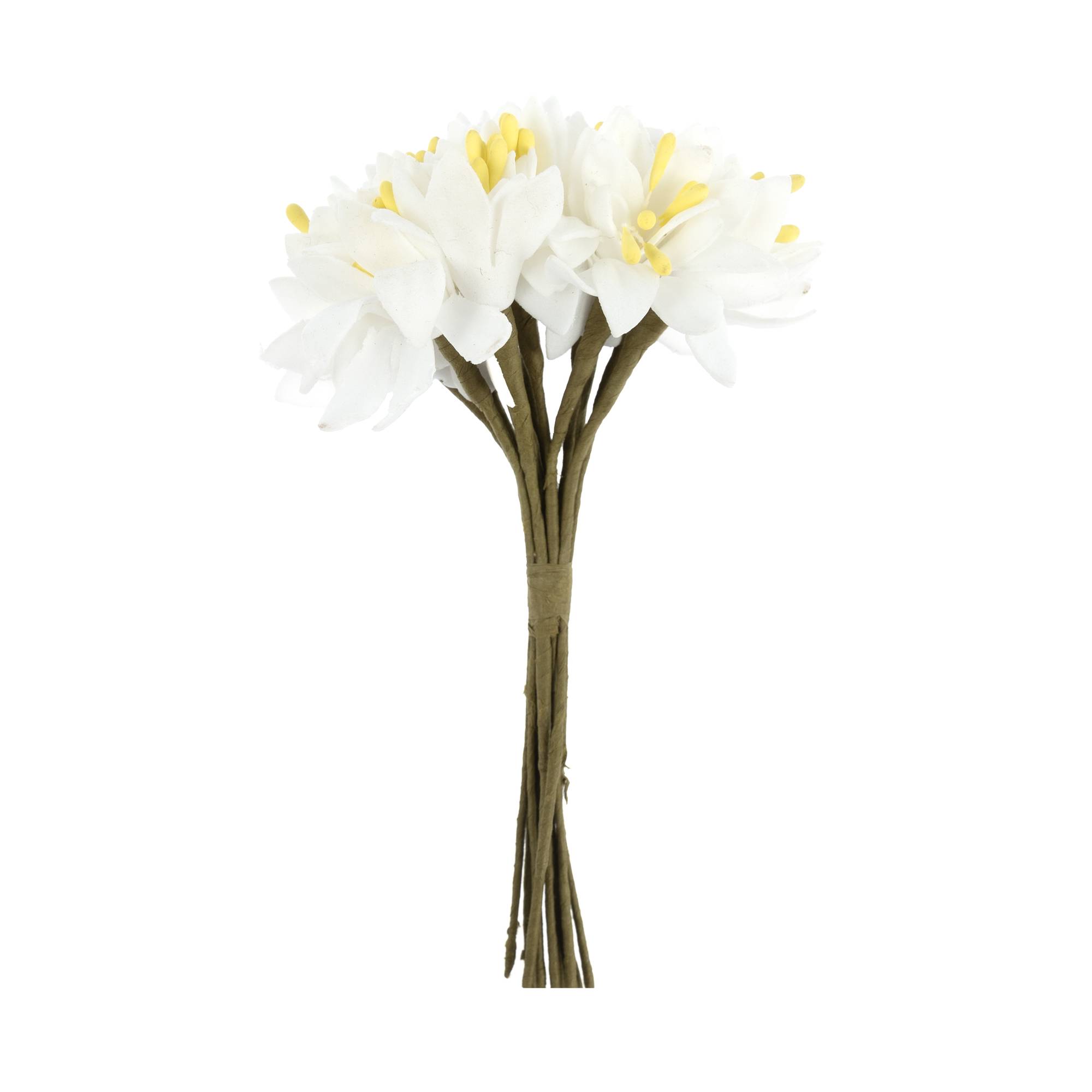 White Sun Daisies 12 Pack