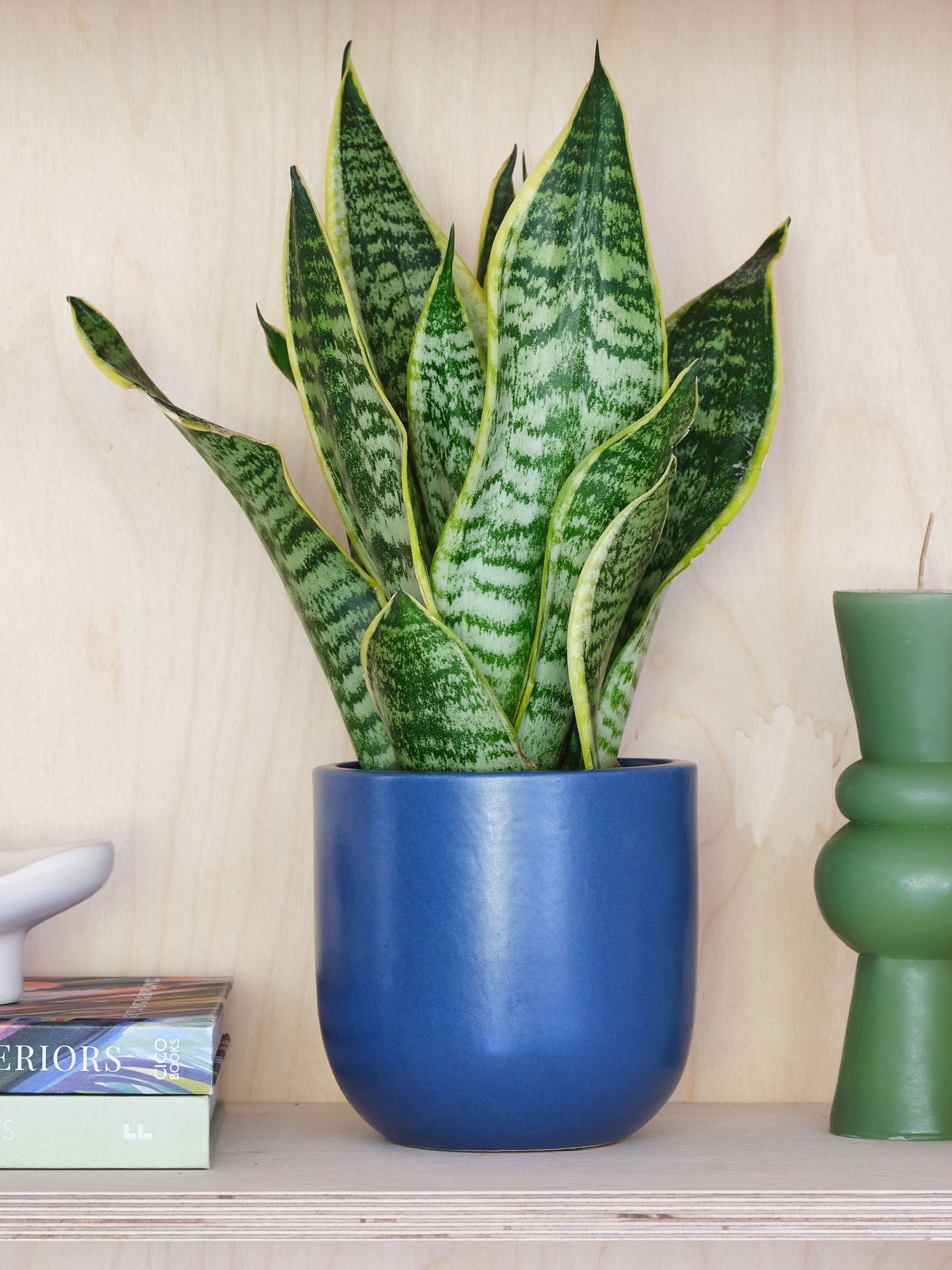Beards & Daisies Inky Blue Real Snake Plant in Earthenware Pot Set